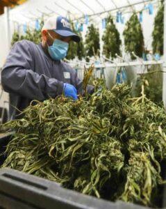 Harborside Farms Hand Harvesting Cannabis