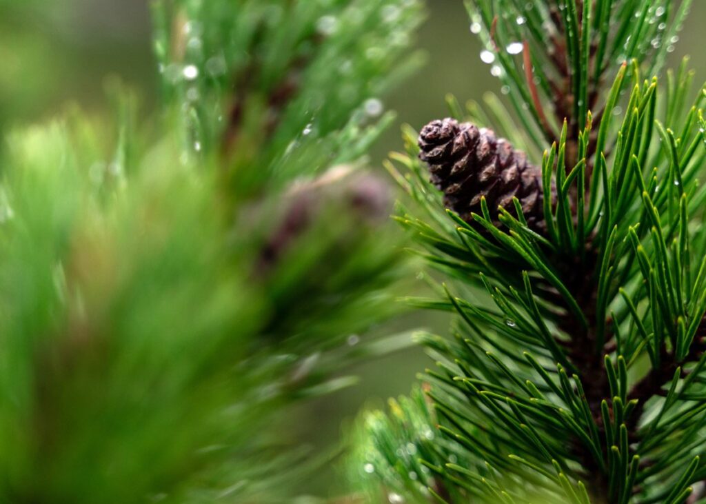 Pinene Cannabis Terpene found in Pine Trees and Cones