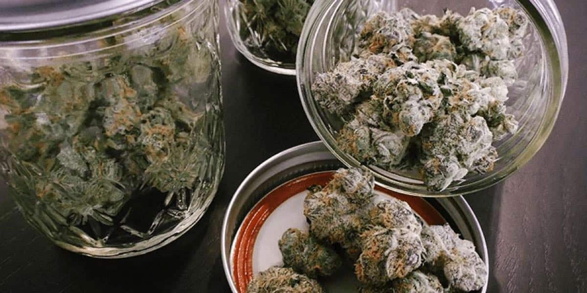 post-featured-keeping-cannabis-fresh@1x post-featured-keeping-cannabis-fresh@1x
