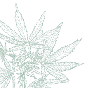 Illustrated outline of cannabis leaves on a black background. Weed leaf Asset 2