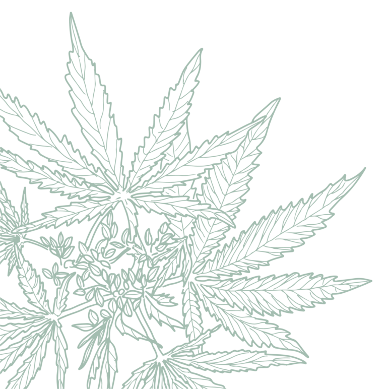 Weed leaf Asset 2 - Harborside Illustrated outline of cannabis leaves on a black background. Weed leaf Asset 2