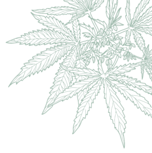Illustration of overlapping green cannabis leaves on a black background. Weed leaf Asset 3