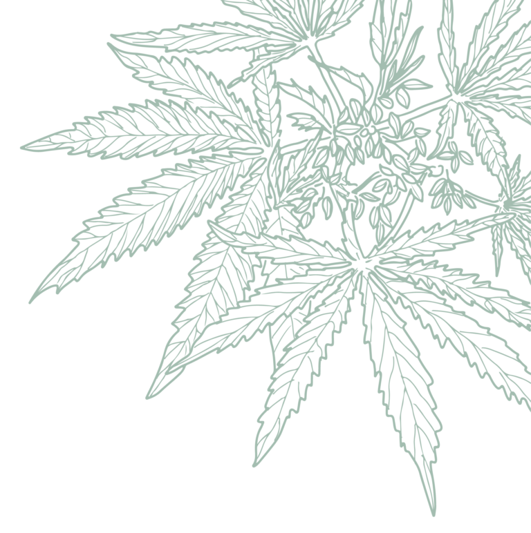 Weed leaf Asset 3 - Harborside Illustration of overlapping green cannabis leaves on a black background. Weed leaf Asset 3