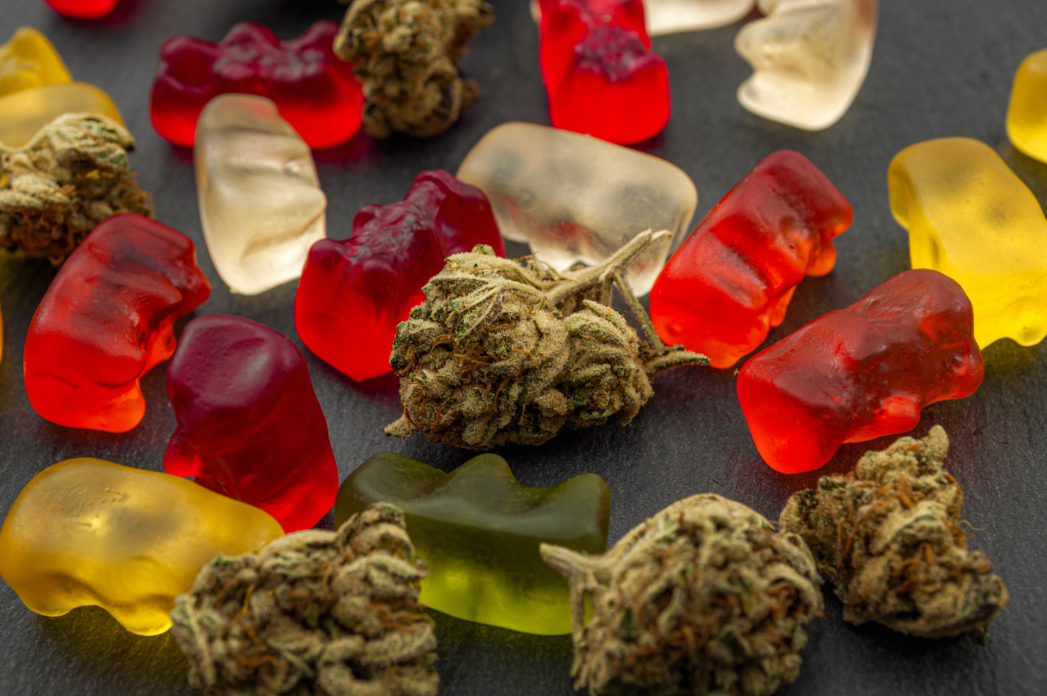 Cannabis edibles medical marijuana CBD infused gummies and edible pot concept theme with close up on colorful gummy bears and weed buds on dark background Cannabis edibles medical marijuana CBD infused gummies and edible pot concept theme with close up on colorful gummy bears and weed buds on dark background