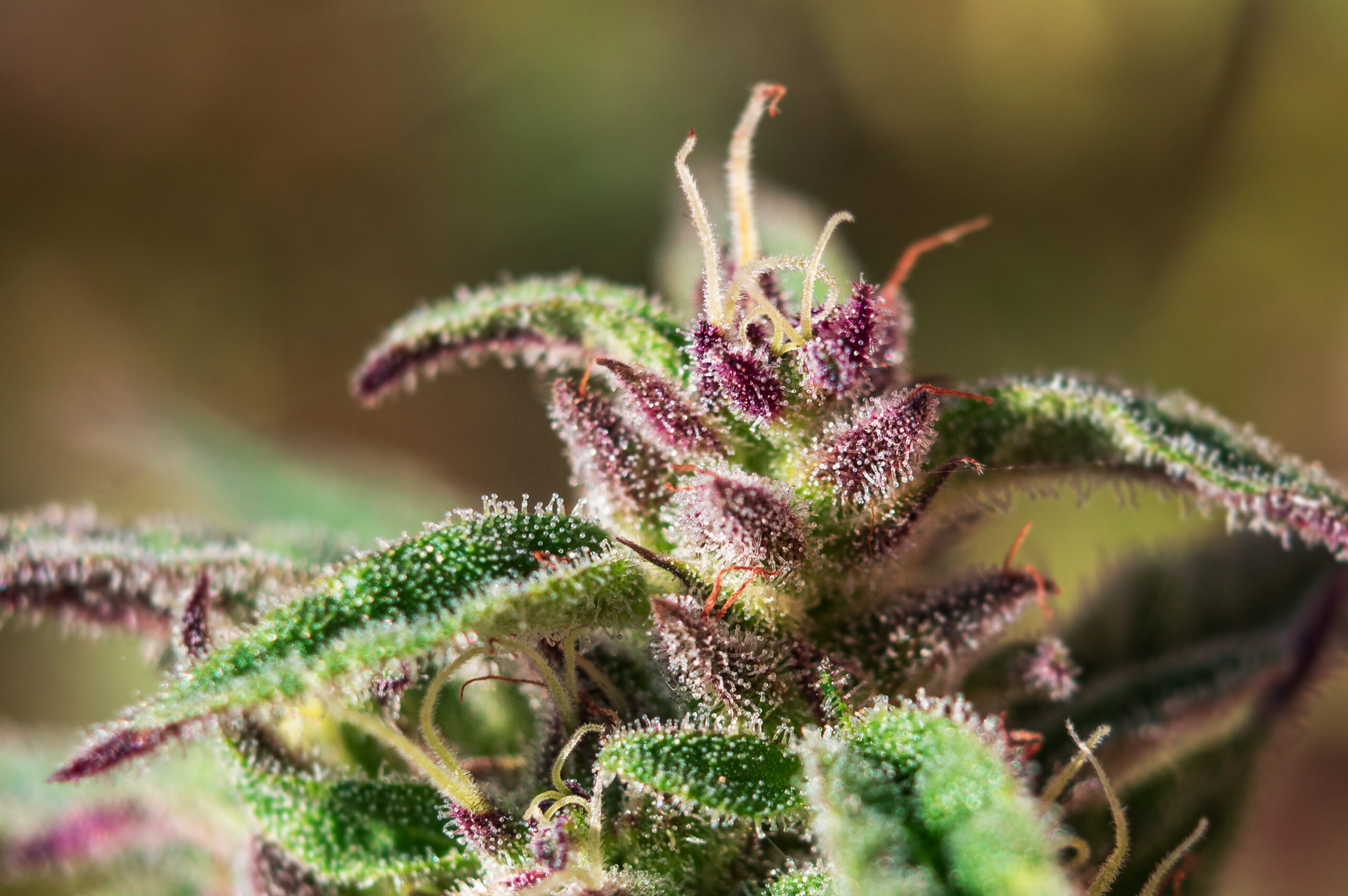 macro cannabis and trichomes - Harborside Budding cannabis flower macro cannabis and trichomes