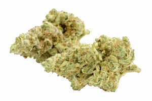  Bud-on-Transparent-4png