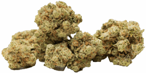  Bud-on-Transparent-e1761759356490png