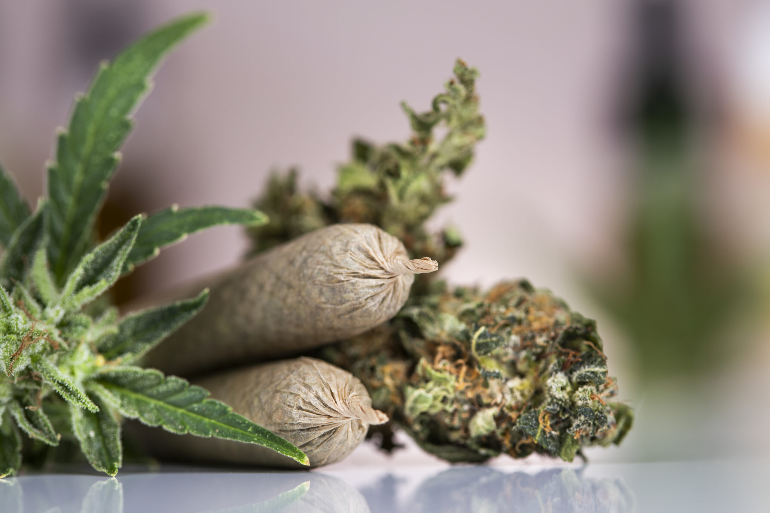 Blunt Marijuana buds with cannabis leaves cbd - Harborside Blunt Marijuana buds with cannabis leaves cbd Blunt Marijuana buds with cannabis leaves cbd